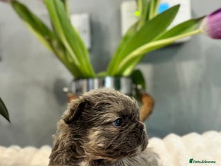 French Bulldog dogs 🩷🏡 Adorable fluffy French Bulldogs - Advert 12