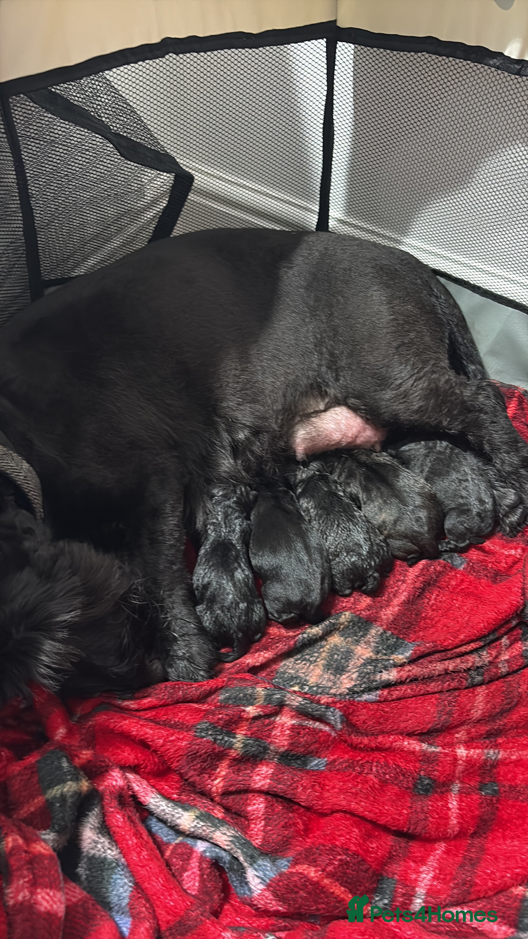 Scottish Terrier dogs Scottish terrier puppies  3 brindle 3 black  - Advert 16