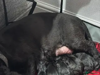 Scottish Terrier dogs Scottish terrier puppies 3 brindle 3 black - Advert 9