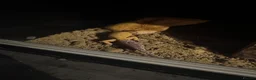 Leopard Gecko reptiles for sale: Leopard Gecko Female & Full vivarium set up - Advert 16