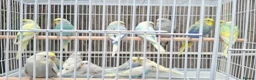 Mixed Breed birds for sale: Budgies for sale  - Advert 21