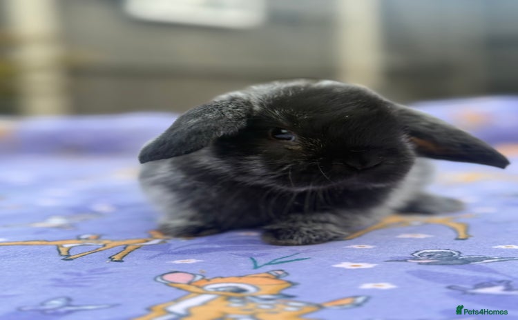 Mini Lop rabbits - Advert 2