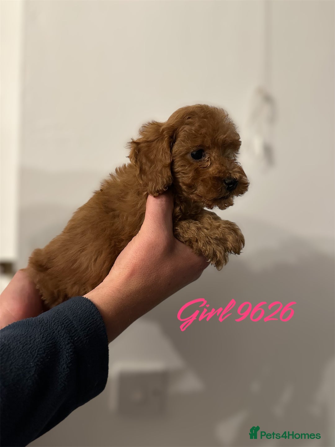 Cockapoo dogs for sale: DEEP RED COCKAPOOS READY NOW - Image 16