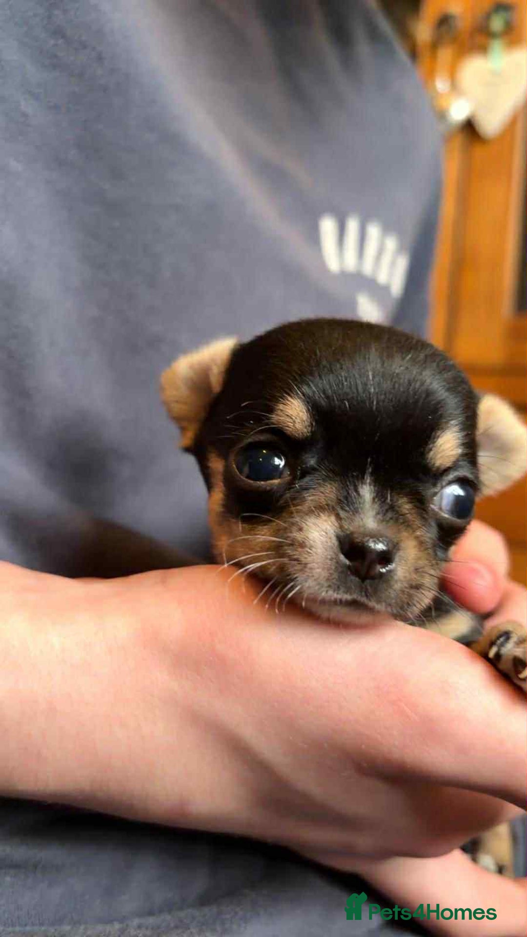 Chihuahua dogs for sale: Chihuahua pups. - Advert 7