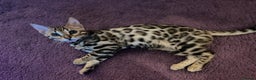 Bengal cats for sale: 1 year old female Bengal - Advert 10