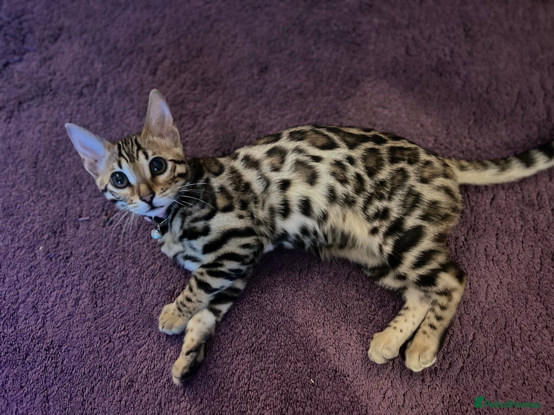 Bengal cats for sale: 1 year old female Bengal - Advert 10