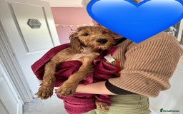 Irish Doodle dogs for sale: 4 Month Irish Doodle - Perfect Puppy - Image 5