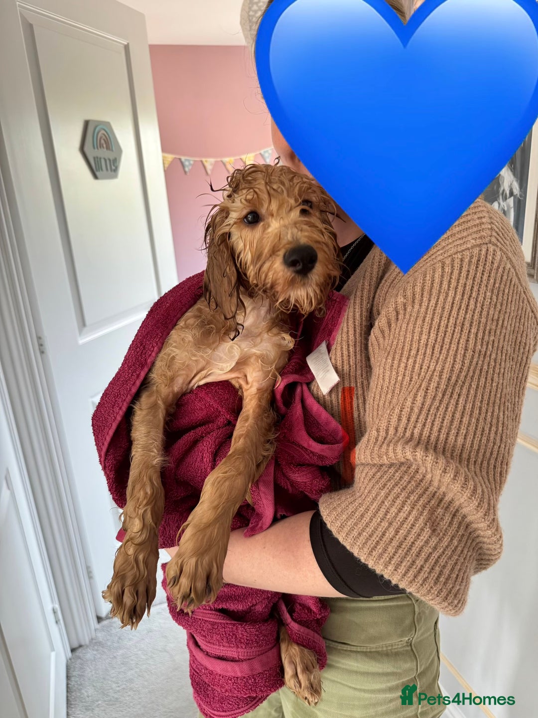 Irish Doodle dogs for sale: 4 Month Irish Doodle - Perfect Puppy - Image 5