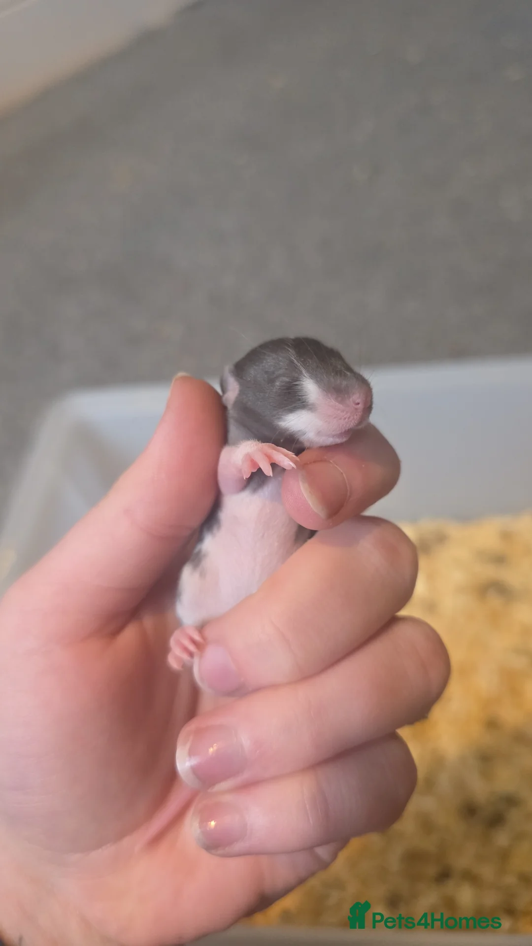 Rat rodents for sale: Mixed Rats - Advert 1