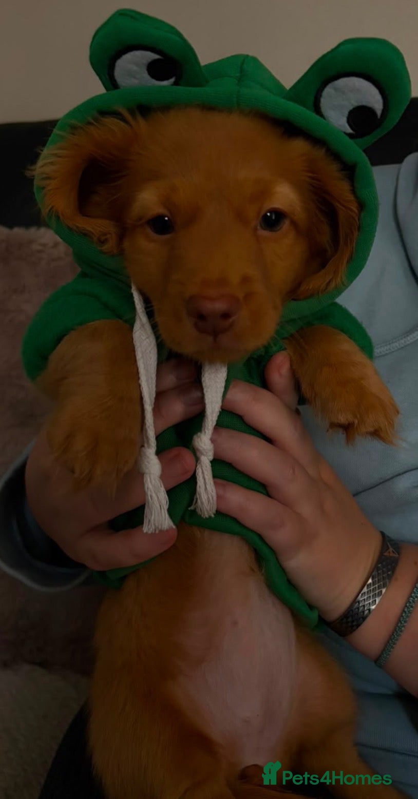 Miniature Dachshund dogs Long haired miniature dachshunds  - Advert 2
