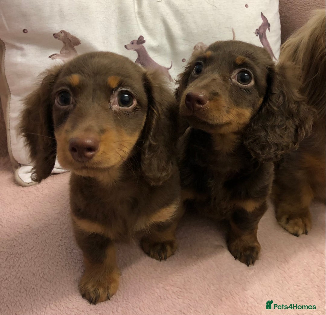 Miniature Dachshund dogs for sale: Miniature longhaired dachshund puppies ready now - Image 1