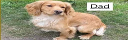 Cocker Spaniel dogs for sale: Beautiful cocker spaniel puppies, KC Reg/H tested - Advert 8