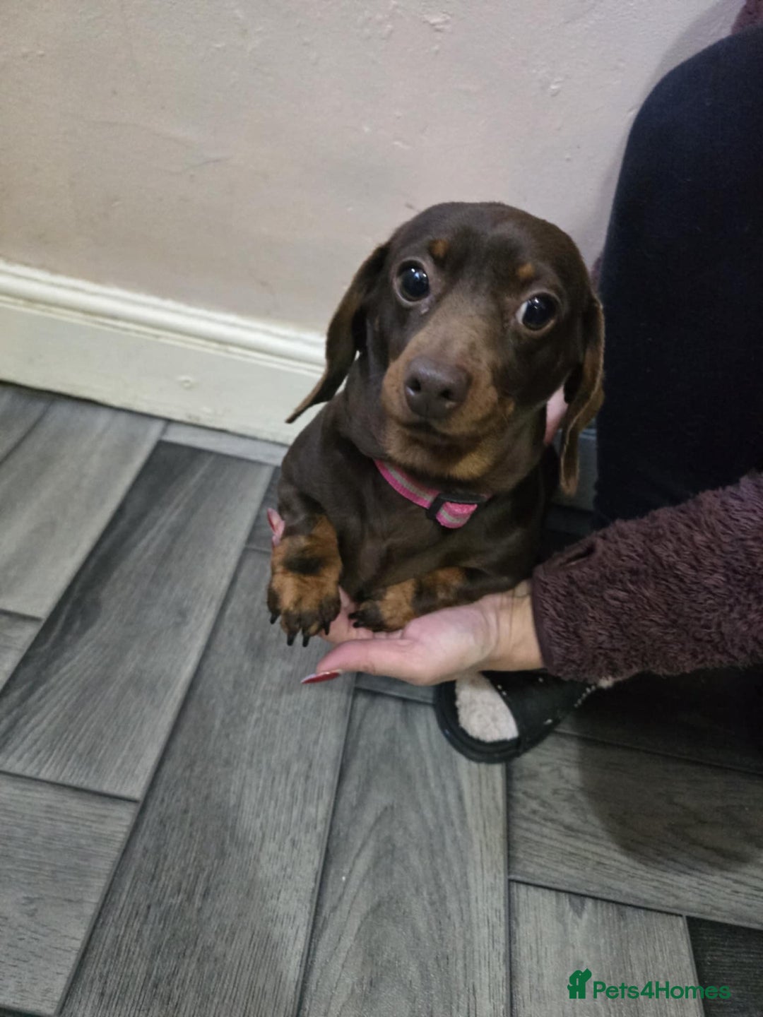 Miniature Dachshund dogs for sale: Miniature dachshund,pomeraniai - Advert 1