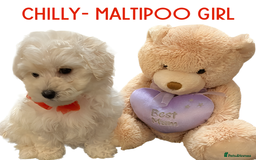 Maltipoo dogs for sale: Beautiful Maltipoo girls looking for lovely home  - Image 1