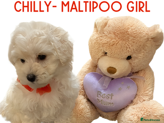Maltipoo dogs - Advert 1