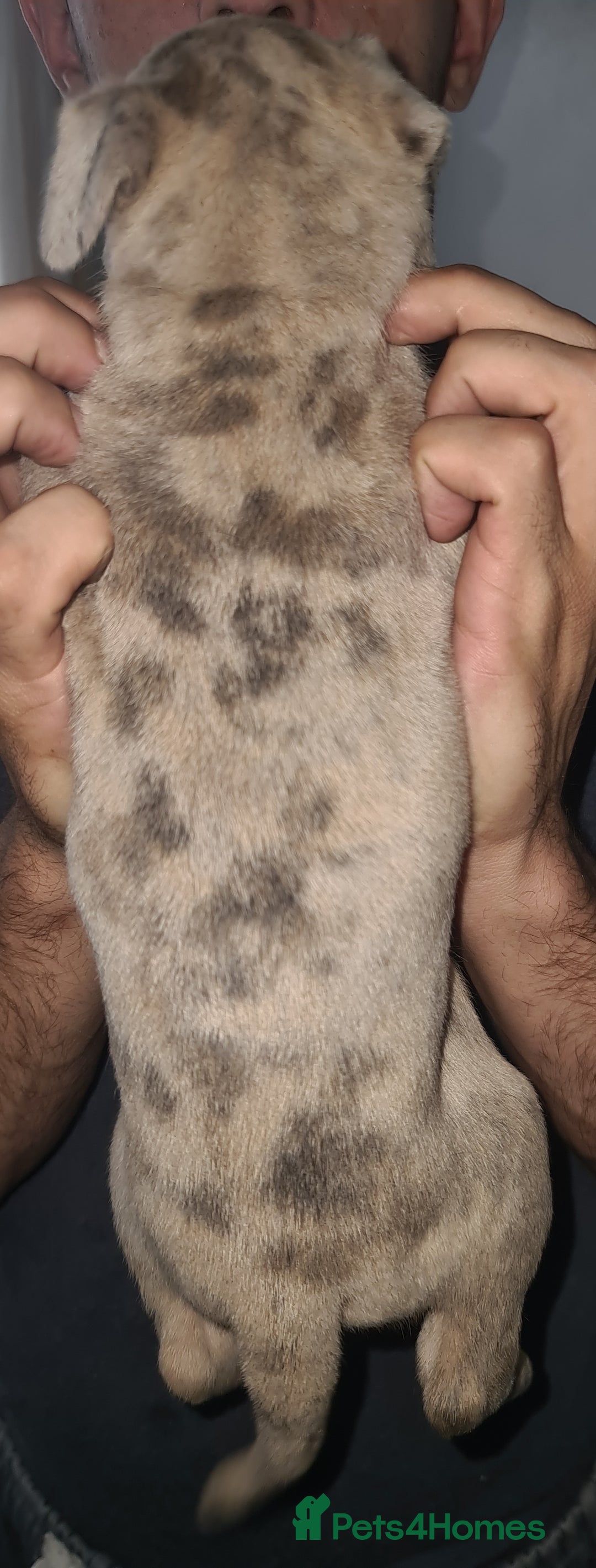 Mixed Breed dogs for sale: Top level Crossbreed pups - Image 13