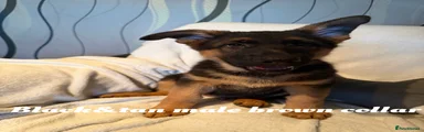 German Shepherd 7