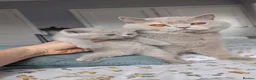 British Shorthair cats for sale: Exceptional British Shorthair kittens 🔥💥 - Advert 14