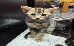 Mixed Breed cats for sale: Kittens  - Image 4