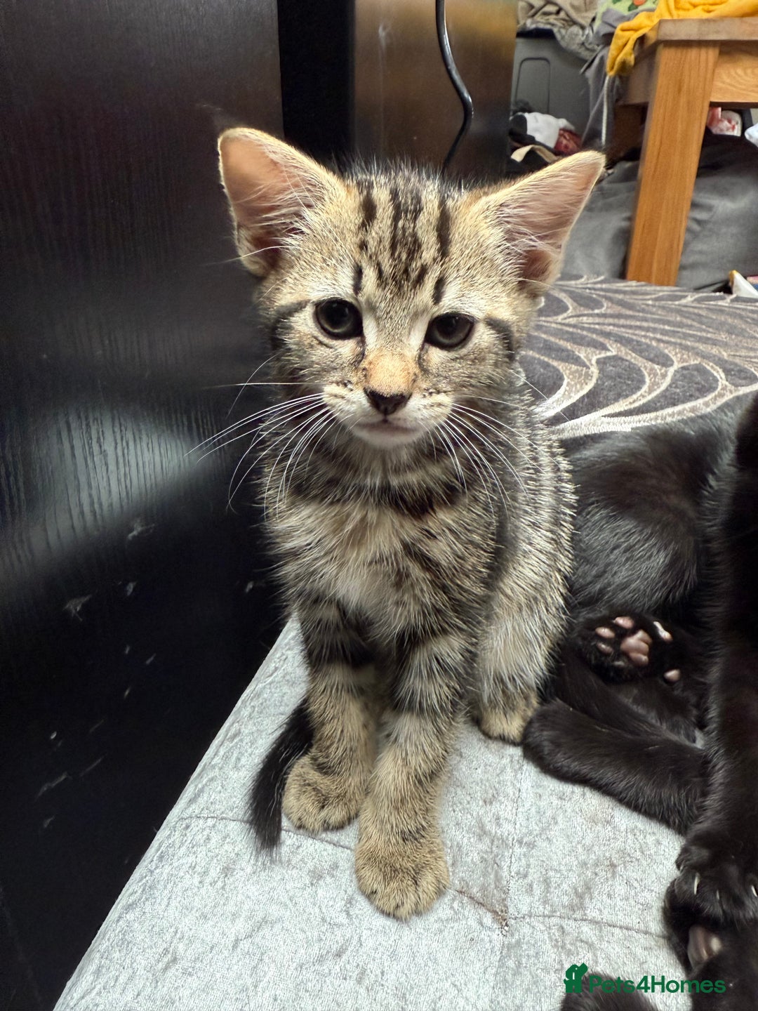 Mixed Breed cats for sale: Kittens  - Image 4