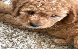 Cockapoo dogs for sale: F1b Cockapoos - Image 1