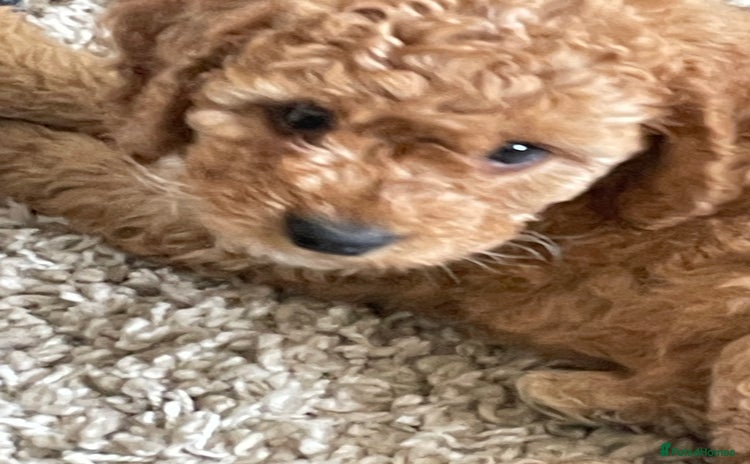Cockapoo dogs - Advert 2