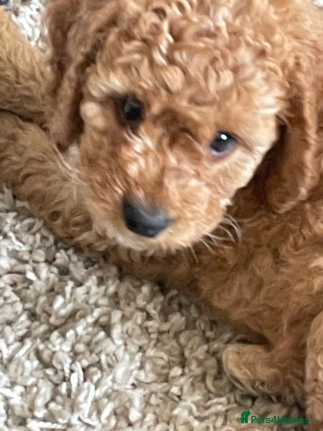 Cockapoo dogs for sale: F1b Cockapoos - Image 1