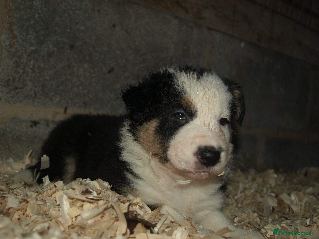Border Collie dogs for sale: Border Collie puppies  - Advert 18