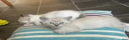 Mixed Breed cats for sale: Adorable fluffy ragdoll x kittens - Advert 18