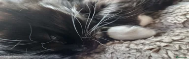 Mixed Breed 1