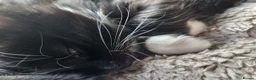 Mixed Breed cats for sale: Kittens for sale  - Advert 7