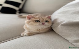 British Shorthair cats for sale: Lilac Golden British Shorthair kitten 🤍 - Advert 3