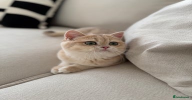 British Shorthair cats Lilac Golden British Shorthair kitten 🤍 - Advert 9