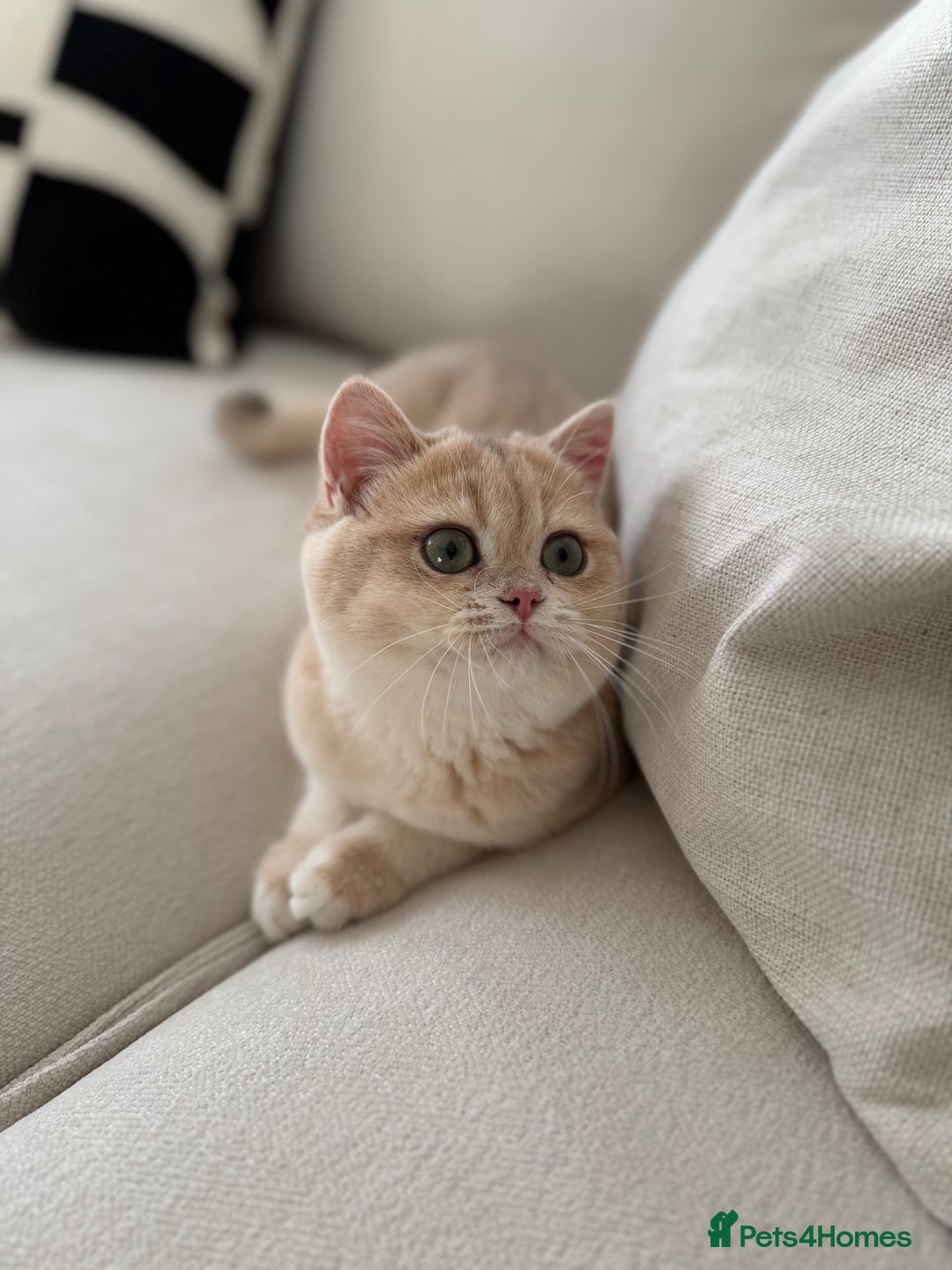 British Shorthair cats for sale: Lilac Golden British Shorthair kitten 🤍 - Advert 3