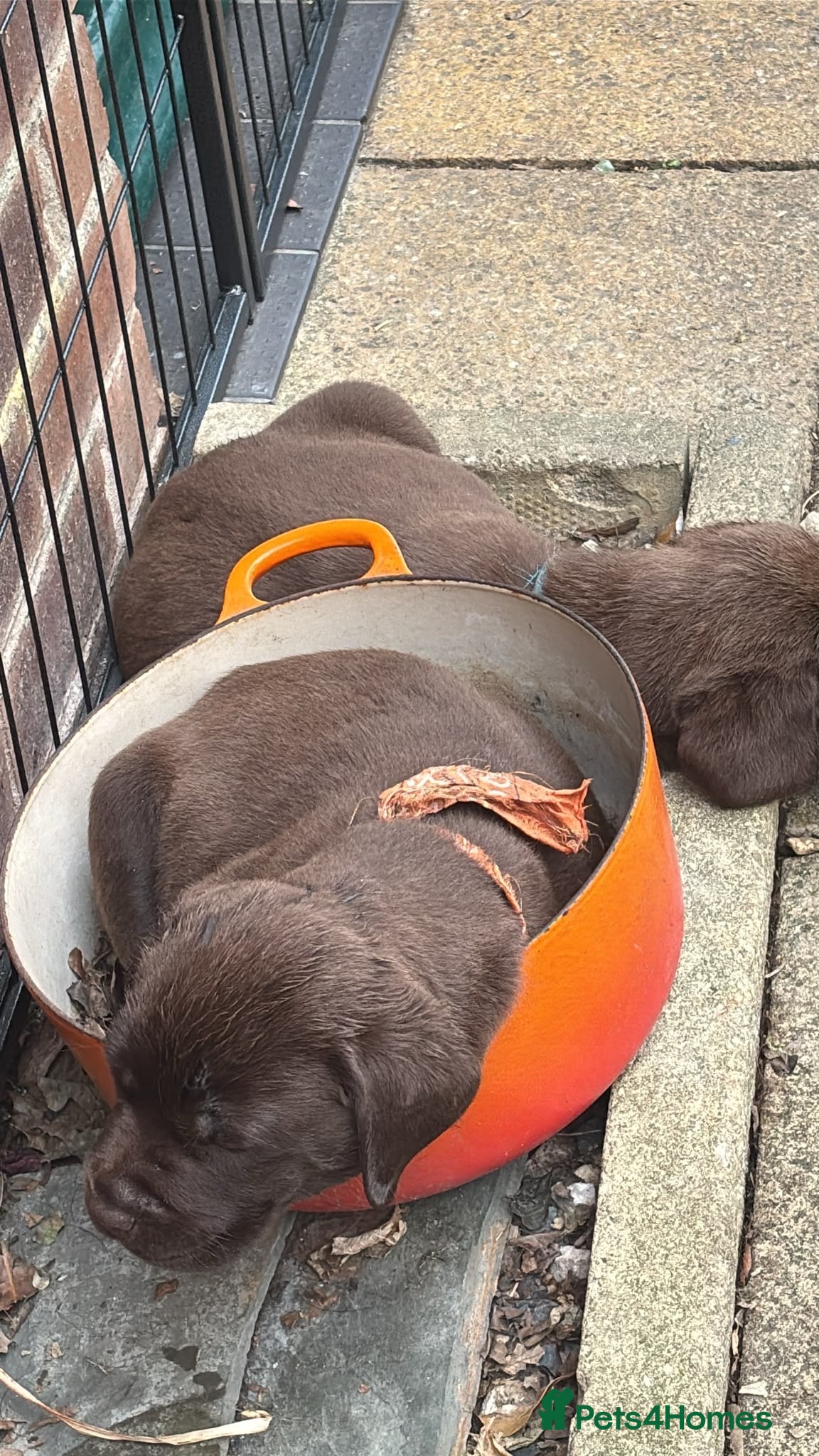 Labrador Retriever dogs Wonderful KC Chocolate Labrador Pups for Sale - Advert 2