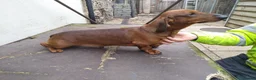Dachshund dogs for sale: Beautiful KC registered smooth standard dachshund  - Advert 12