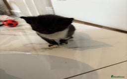 Mixed Breed cats for sale: Black & white kittens - Image 2
