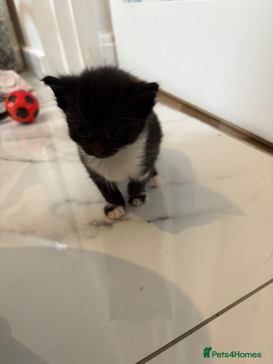 Mixed Breed cats for sale: Black & white kittens - Image 2