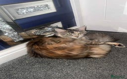 Maine Coon cats for sale: 2 mainecoon cats  - Advert 2