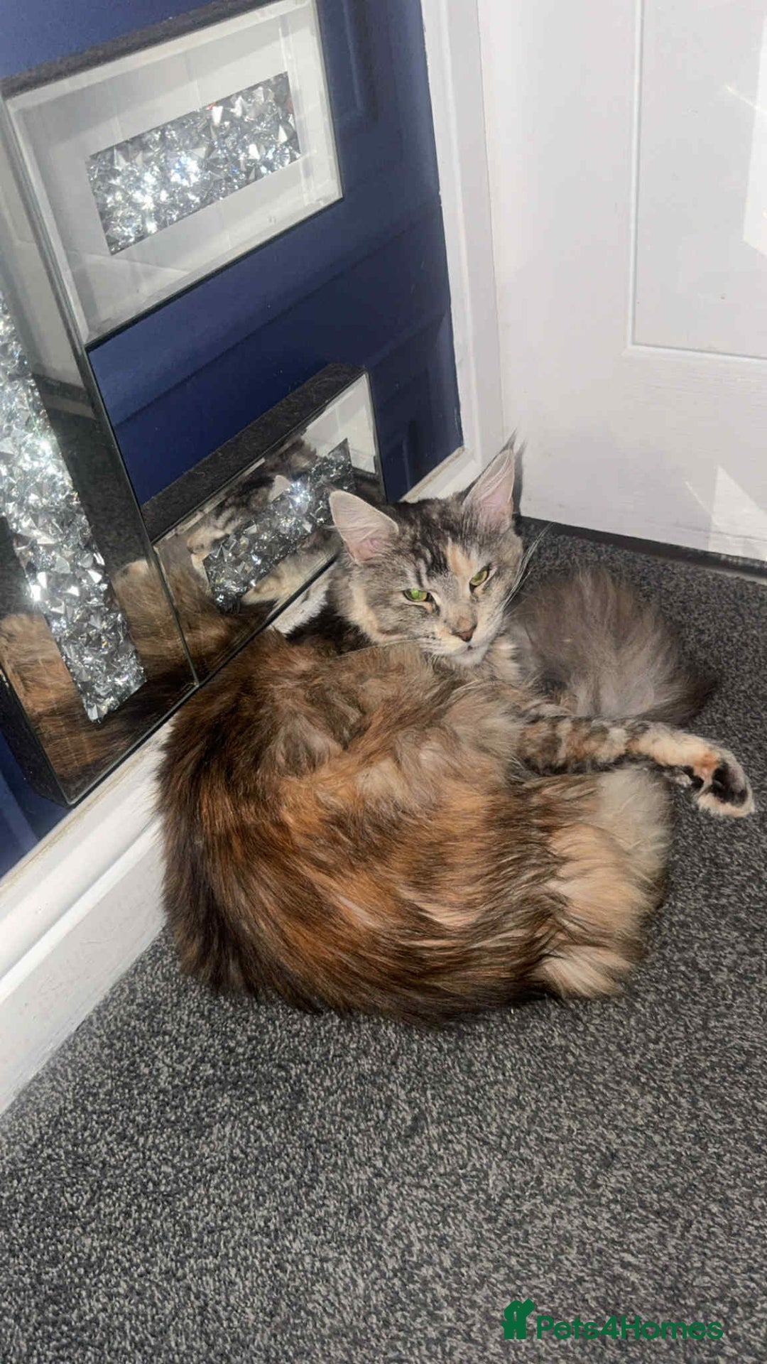 Maine Coon cats for sale: 2 mainecoon cats  - Advert 2
