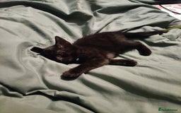 British Shorthair cats for sale: Meet spooky  - Image 3