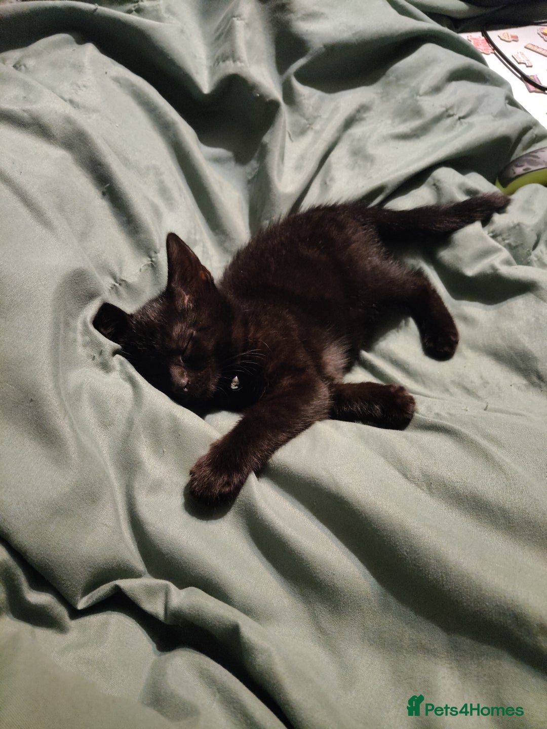 British Shorthair cats for sale: Meet spooky  - Image 3
