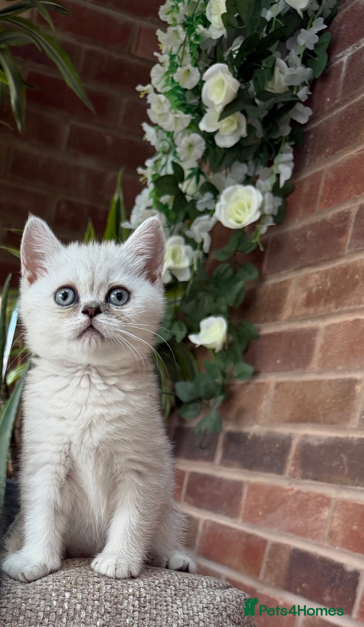 Scottish Fold cats Discount available ❤️Lovely scotish kittens💕💕💕 - Advert 2