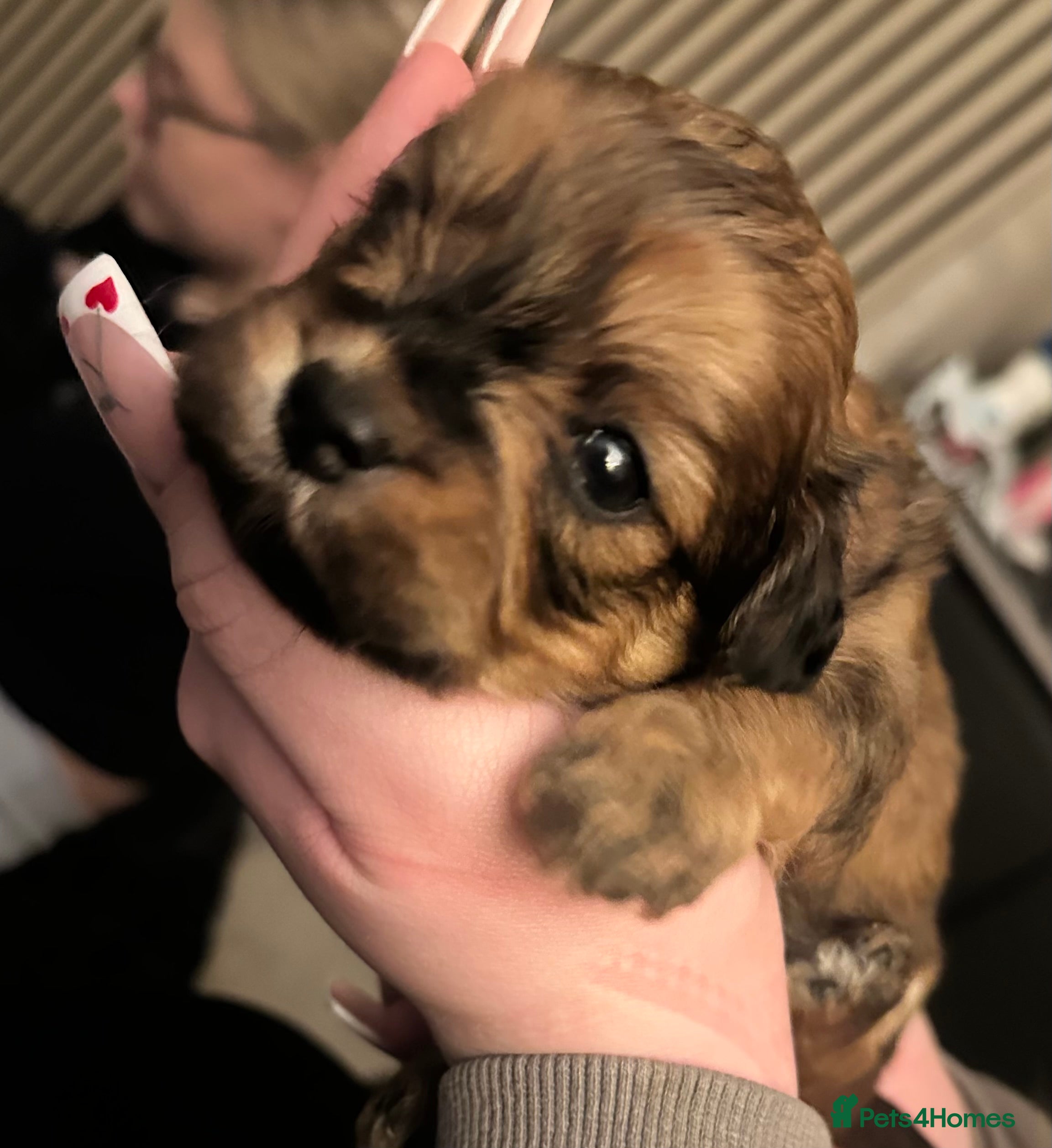 Lhasa Apso dogs Beautiful mini Lhasa apso’ - Advert 3