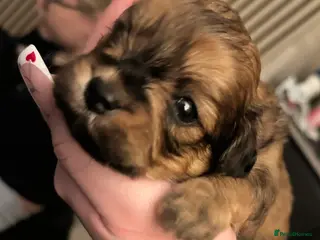 Lhasa Apso dogs Beautiful mini Lhasa apso’ - Advert 3