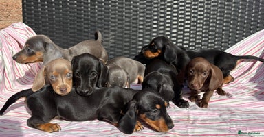 Miniature Dachshund dogs - Advert 12