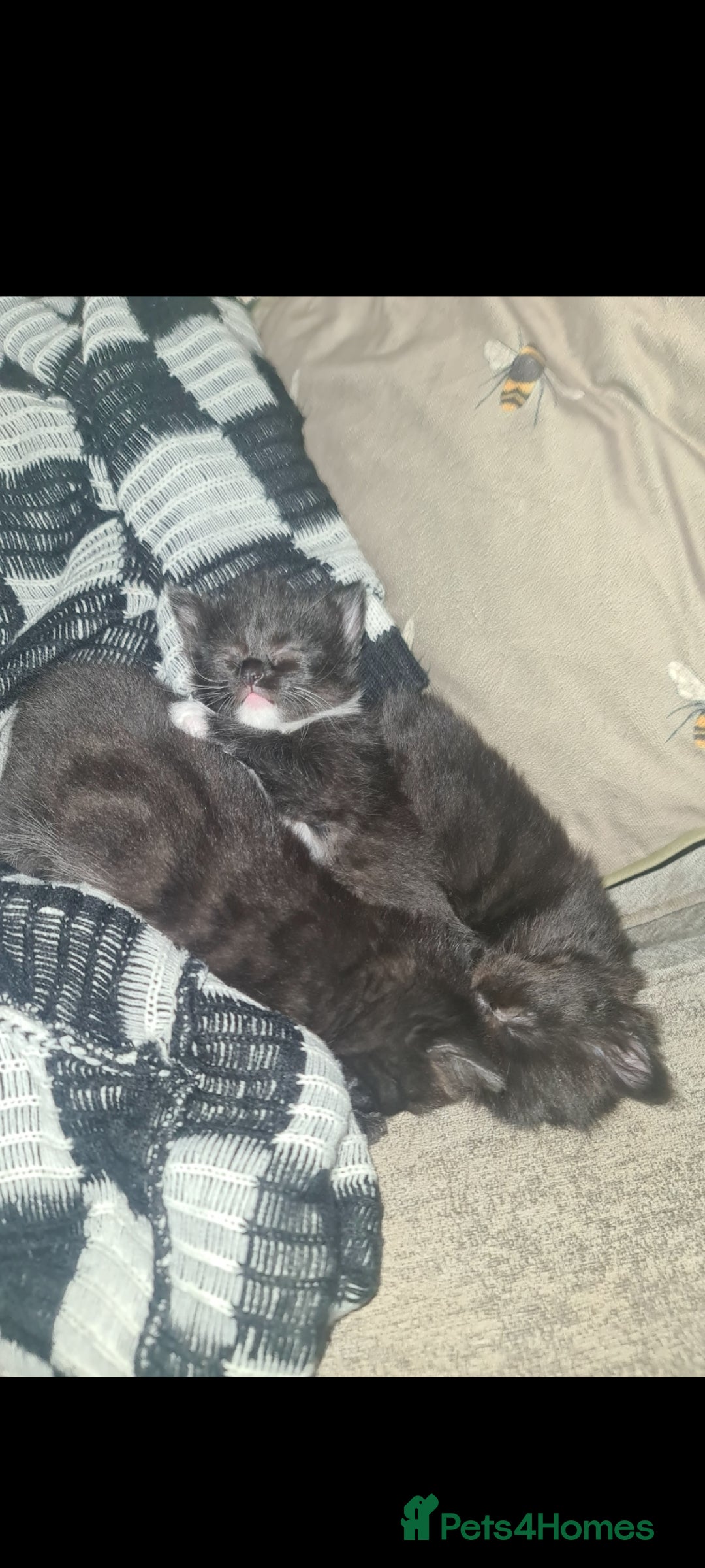 Mixed Breed cats for sale: Affectionate adorable kittens  - Advert 1