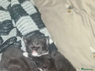 Mixed Breed cats Affectionate adorable kittens - Advert 16