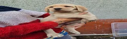 Labrador Retriever dogs for sale: 10 beautiful pedigree labrador pups in Pontypool - Advert 22