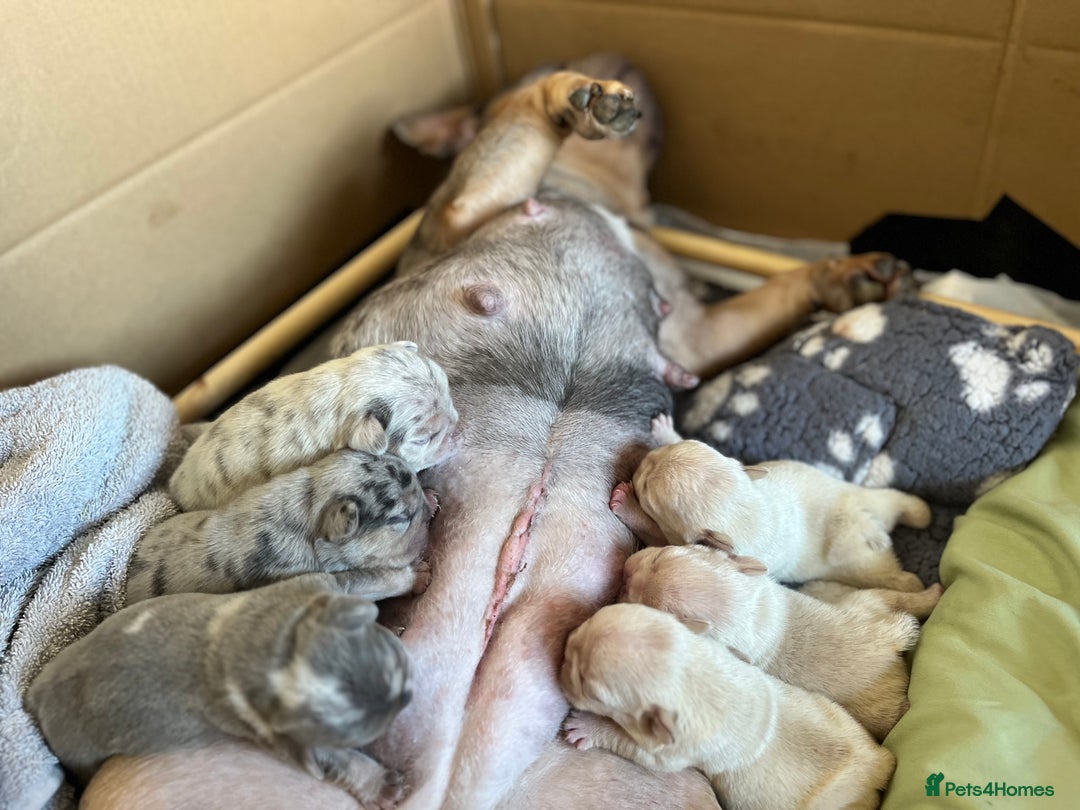 French Bulldog dogs for sale: Accepting Reservations 4 Girls,2 Boys Available  - Image 2